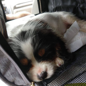 Meet your Posher, Gabby